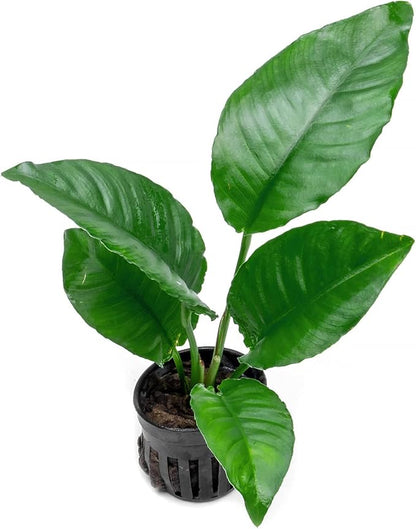 Anubias Live Aquarium Plants - Potted Freshwater Plant for Fish Tanks, Terrariums - Beginner Friendly Low Light (Heterophylla, 1 Pot)