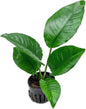 Anubias Live Aquarium Plants - Potted Freshwater Plant for Fish Tanks, Terrariums - Beginner Friendly Low Light (Heterophylla, 1 Pot)