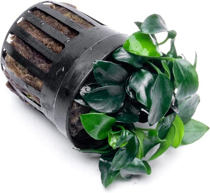 Anubias Live Aquarium Plants - Potted Freshwater Plant for Fish Tanks, Terrariums - Beginner Friendly Low Light (Nana Petite, 3 Pots)