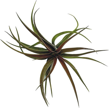 Air Plants - Tillandsia Brachycaulos Abdita, Large 4-6" - 1 ct - Live Arrival Guaranteed - House Plants for Home Decor & Gift