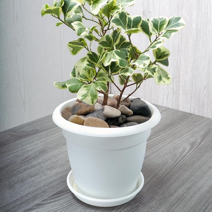 2lbs Aquarium Rocks, 5/8" Natural Mixed Pebbles for Plants Decorative Polished River Rocks for Fish Tank, Landscaping, Gardening, Flower Pots, Vase Fillers, Indoor Water Fountains,