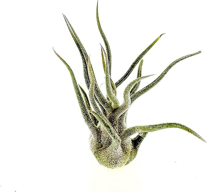 Air Plants - Tillandsia Pruinosa, Large 3-5" - 2ct - Live Arrival Guaranteed - House Plants for Home Decor & Gift