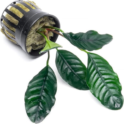 Anubias Live Aquarium Plants - Potted Freshwater Plant for Fish Tanks, Terrariums - Beginner Friendly Low Light (Barteri Coffeefolia, 1 Pot)