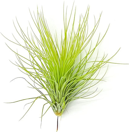 Air Plants - Tillandsia Andreana, Large 4-6" - 1ct - Live Arrival Gauranteed - House Plants for Home Decor & Gift