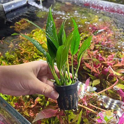 Anubias Live Aquarium Plants - Potted Freshwater Plant for Fish Tanks, Terrariums - Beginner Friendly Low Light (Lanceolata, 1 Pot)