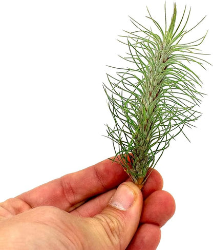 Air Plants - Colombian Tillandsia Funckiana, Large 5" - 2ct - Live Arrival Guaranteed - House Plants for Home Decor & Gift