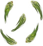 Air Plants - Tillandsia Seleriana, Large 4-6" - 5ct - Live Arrival Guaranteed - House Plants for Home Decor & Gift