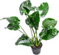 Anubias Live Aquarium Plants - Potted Freshwater Plant for Fish Tanks, Terrariums - Beginner Friendly Low Light (Barteri Broad Leaf, Mother Plant)