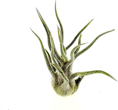 Air Plants - Tillandsia Pruinosa, Large 3-5" - 1ct - Live Arrival Guaranteed - House Plants for Home Decor & Gift