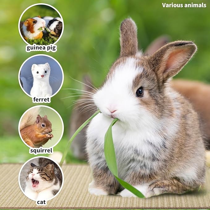 2Pcs Rabbit Scratch Mat,16 x 12 Inch Sisal Rabbit Scratching Pad,Rabbits Scratching Mats for Cages,Claws and Teeth Care Rabbits Chew Toys,Small Pet Bedding for Biting Sleeping Nesting