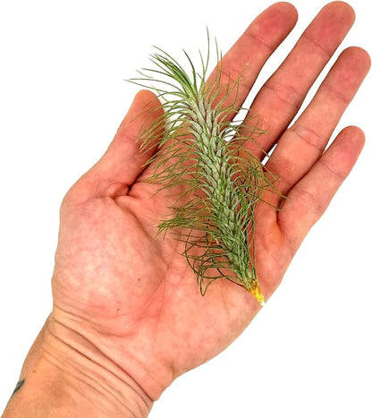 Air Plants - Colombian Tillandsia Funckiana, Large 5" - 5ct - Live Arrival Guaranteed - House Plants for Home Decor & Gift