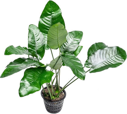 Anubias Live Aquarium Plants - Potted Freshwater Plant for Fish Tanks, Terrariums - Beginner Friendly Low Light (Barteri, Mother Plant)