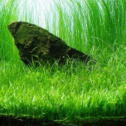 AQUARIUM PLANTS DISCOUNTS Potted Tall Hairgrass by AquaLeaf Aquatics - Easy Aquatic Live Plant