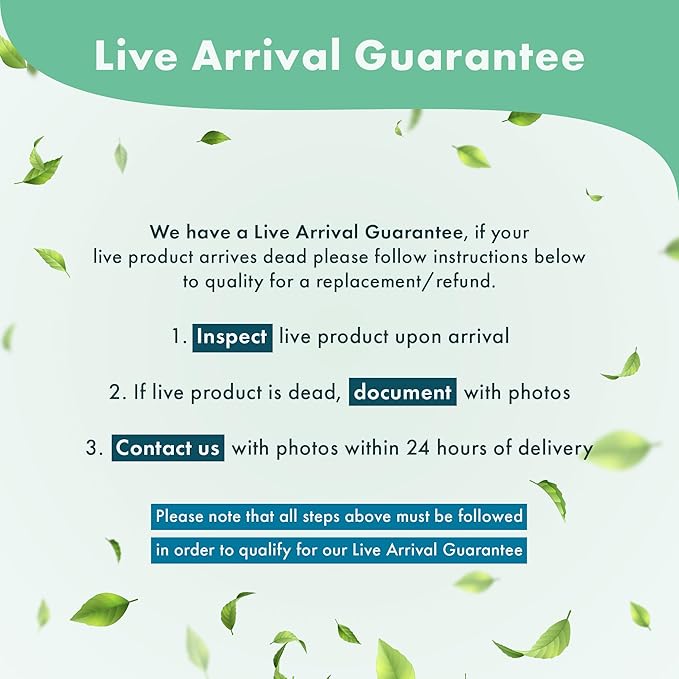 Echinodorus Ozelot Green Sword Live Plant for Freshwater Aquariums, Natural Fish Tank Decorations, and Aquatic Decor (1 Pot (2-3 Plants))