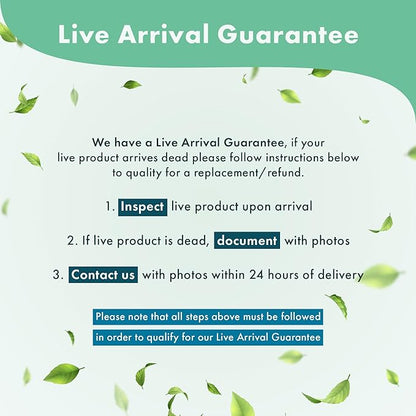 Anubias Live Aquarium Plants - Potted Freshwater Plant for Fish Tanks, Terrariums - Beginner Friendly Low Light (Congensis, 1 Pot)