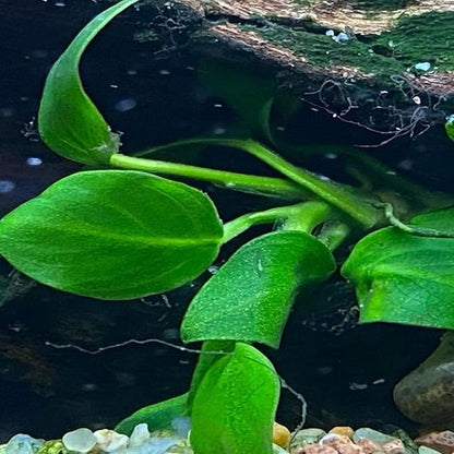 4X Anubias Nana Petite Potted Aquarium Live Plant for Fish Tank Decoration