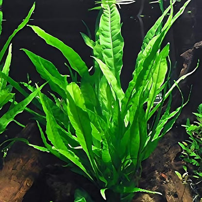 4 Species Aquarium Plants Package - Java Fern (Microsorum), Hornwort (Ceratophyllum demersum), Amazon Sword (Echinodorus), and Moneywort (Bacopa Monniery)