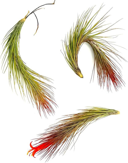 Air Plants - Tillandsia Funckiana Hybrid, Large 5-7" - 3ct - Live Arrival Guaranteed - House Plants for Home Decor & Gift