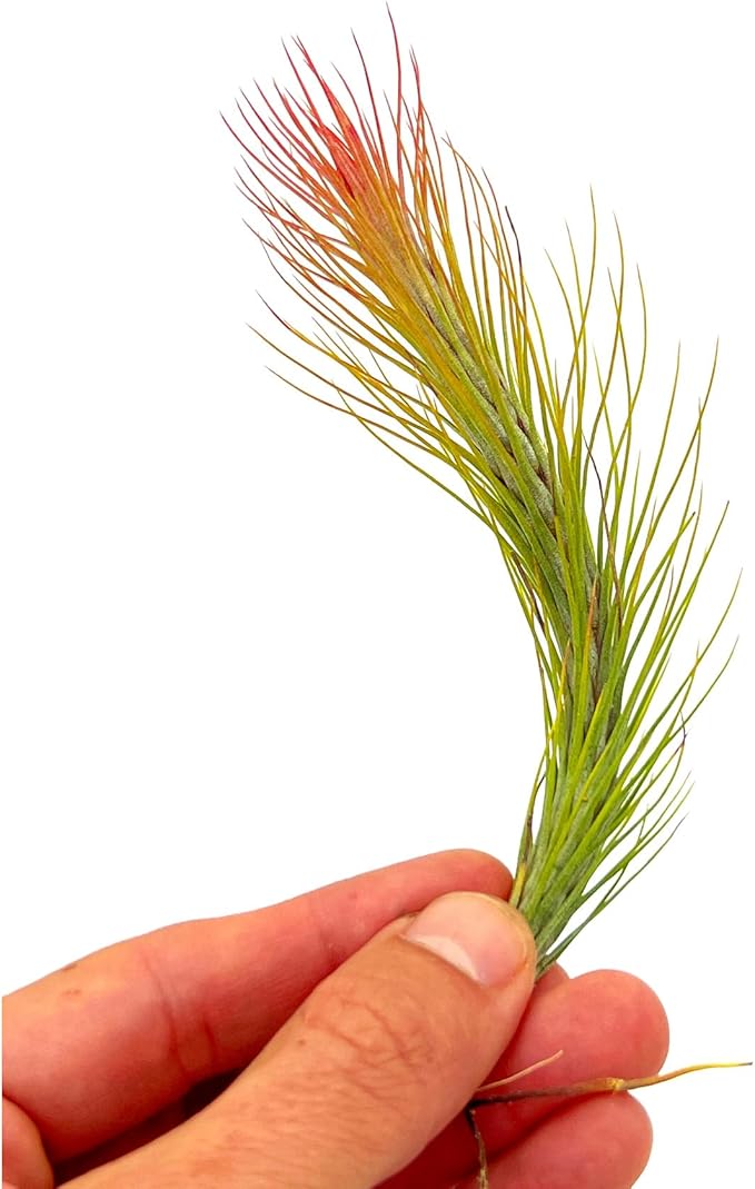 Air Plants - Tillandsia Funckiana Hybrid, Large 5-7" - 1ct - Live Arrival Guaranteed - House Plants for Home Decor & Gift