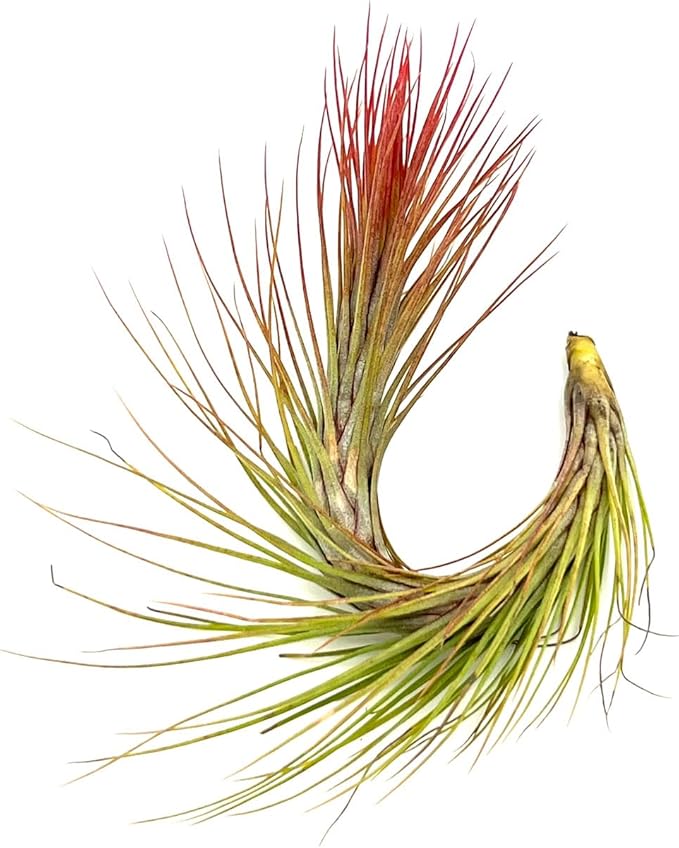 Air Plants - Tillandsia Funckiana Hybrid, Large 5-7" - 5ct - Live Arrival Guaranteed - House Plants for Home Decor & Gift