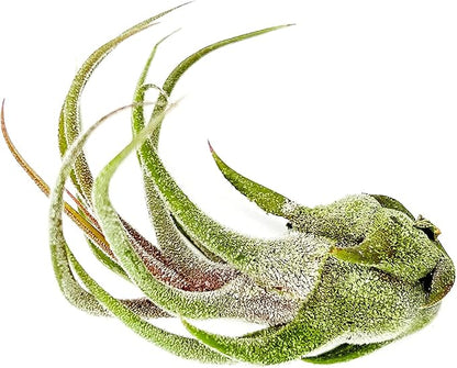 Air Plants - Tillandsia Pruinosa, Large 3-5" - 3ct - Live Arrival Guaranteed - House Plants for Home Decor & Gift