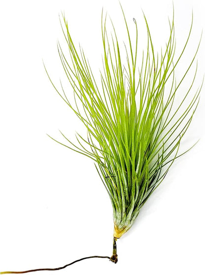 Air Plants - Tillandsia Andreana, Large 4-6" - 1ct - Live Arrival Gauranteed - House Plants for Home Decor & Gift
