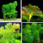 21 Stems Cabomba Live Plants Aquarium, Green Cabomba Live Aquarium Plants, Cabomba Plants Live, 4 to 6 Inches Tall