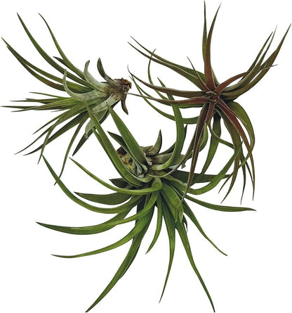 Air Plants - Tillandsia Brachycaulos Abdita, Large 4-6" - 3 ct - Live Arrival Guaranteed - House Plants for Home Decor & Gift