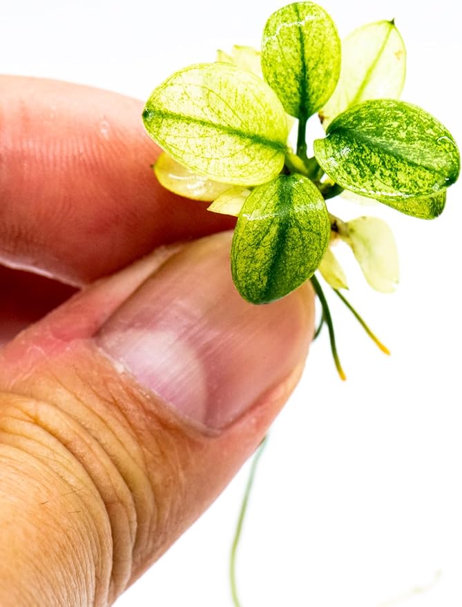 Anubias Nana Petite White Live Aquarium Plant - Rare Aquatic Plant, Perfect for Nano Tanks, Terrariums, Easy Maintenance, Freshwater Aquascaping (3 Mini Loose Plants)