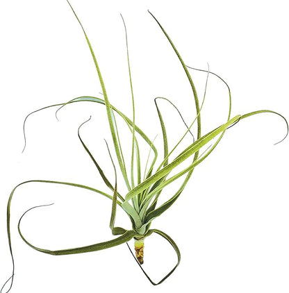 Air Plants - Tillandsia Straminea Jumbo 6-9" - 1ct - Live Arrival Guaranteed - House Plants for Home Decor & Gift