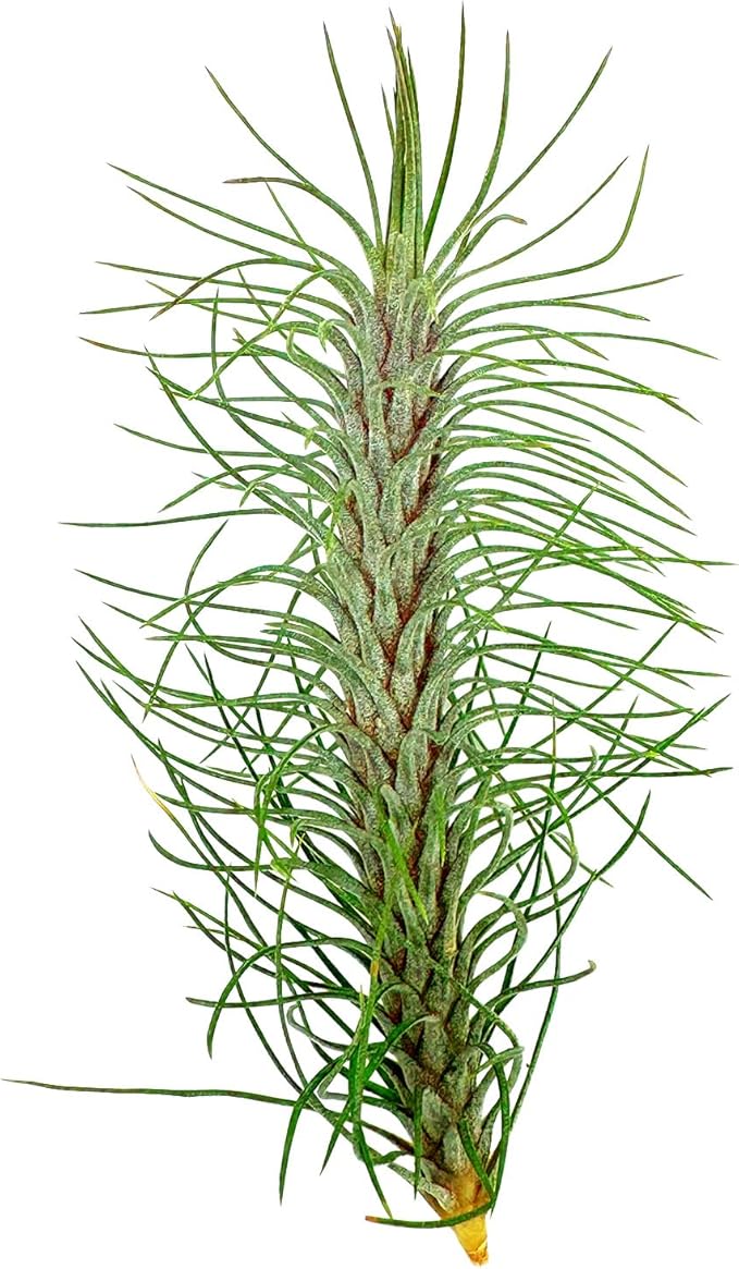Air Plants - Colombian Tillandsia Funckiana, Large 5" - 3ct - Live Arrival Guaranteed - House Plants for Home Decor & Gift