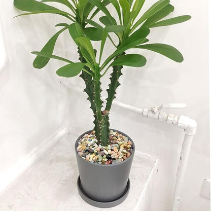 10 lbs Small Succulent Rocks, 3/8 Inch Colorful Polished Pebbles for Indoor Plants. Decorative Rocks for Plants Indoor, Vases, Planters Aquarium and Outdoor Landscaping Garden