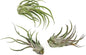 Air Plants - Tillandsia Pruinosa, Large 3-5" - 3ct - Live Arrival Guaranteed - House Plants for Home Decor & Gift