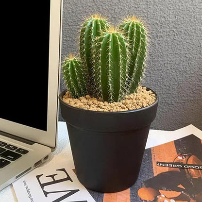 10 lbs Maifanitum Stones for Succulent,1/4 Inch Decorative Rocks for Indoor Plants, Bonsai, Soil Cover. Small Stones for Water Drainage and Plant Growth