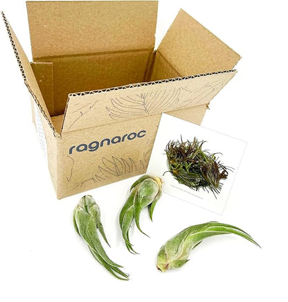 Air Plants - Tillandsia Seleriana, Large 4-6" - 3ct - Live Arrival Guaranteed - House Plants for Home Decor & Gift