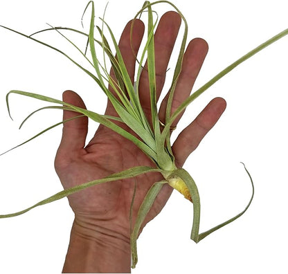 Air Plants - Tillandsia Straminea Jumbo 6-9" - 3ct - Live Arrival Guaranteed - House Plants for Home Decor & Gift