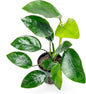Anubias Live Aquarium Plants - Anubias Nana Tropica (Anubias barteri Nana) - Low Light Epiphytic Rhizome for Foreground to Midground Freshwater Aquascapes, Dark Green Accent - Pot