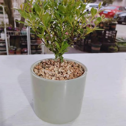 5 lbs Maifanitum Stones for Succulent,1/4 Inch Decorative Rocks for Indoor Plants, Bonsai, Soil Cover. Small Stones for Promote Soil Root Growth, Water Drainage and Plant Growth(5-8 mm)