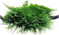 Aquarium Christmas Moss Vesicularia Portion Plant - All Natural & Organic Aquatic Plants - Absorbs Excess Nutrients - Long Lasting & Easy to Care Plants - Suitable for Summer & Winter