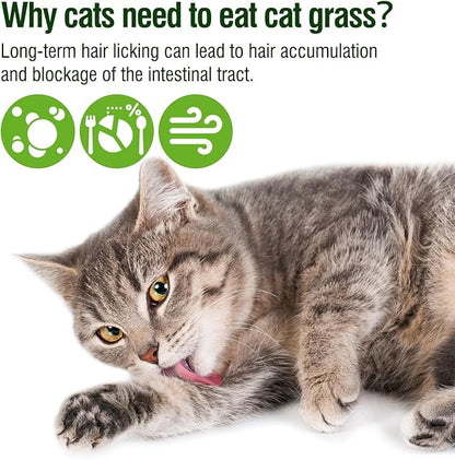 225g Cat Grass Teething Stick, Delicious Cat Treat Snack Edible Cat Chew Toy for Teeth Cleaning and Hairball Removal in Cats