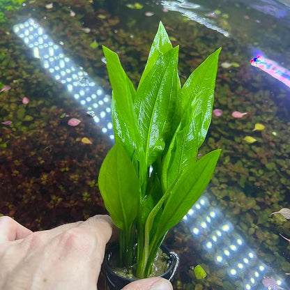Amazon Sword Echinodorus Bleheri Live Plant for Freshwater Aquariums, Natural Fish Tank Decorations, and Aquatic Decor (1 Pot (2-3 Plants))