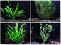 4 Species Aquarium Plants Package - Java Fern (Microsorum), Hornwort (Ceratophyllum demersum), Amazon Sword (Echinodorus), and Moneywort (Bacopa Monniery)