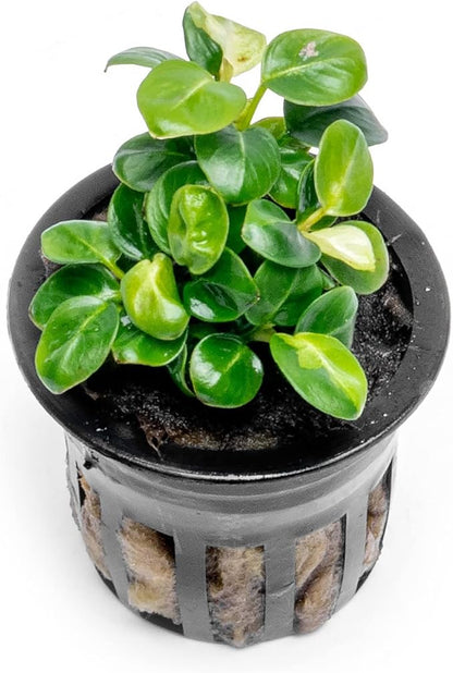 Anubias Live Aquarium Plants - Potted Freshwater Plant for Fish Tanks, Terrariums - Beginner Friendly Low Light (Stardust Mini, 1 Pot)