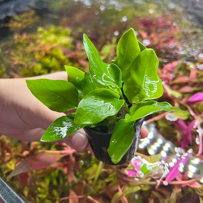 Anubias Live Aquarium Plants - Potted Freshwater Plant for Fish Tanks, Terrariums - Beginner Friendly Low Light (Nana Golden, 3 Pots)