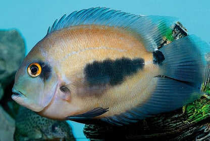 Aquatic Foods Inc. Brine Shrimp Flakes for Freshwater Cichlids, Angels, Tetras, Guppies, Marine Tangs, Butterflies, Angelfish, Anthias, Clown Fish. WL…2-lbs Poly Bag