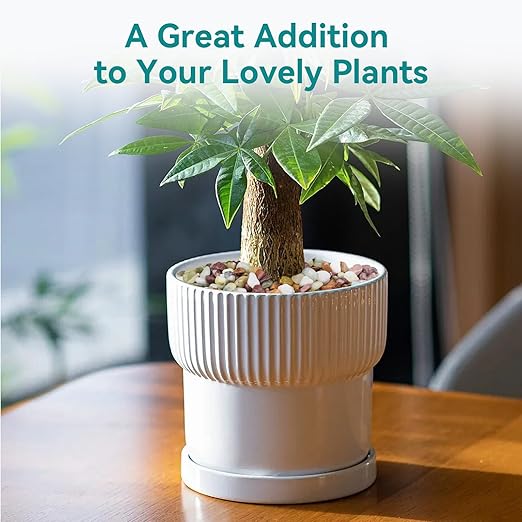 10lbs Pebbles for Indoor Plants, 3/8 Inch Small Rocks for Potted Plants, Succulents, Vase Fillers, Cactus Planters, Bird Bath, Fountain, Outdoor Garden Landscaping