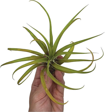 Air Plants - Tillandsia Capitata (Peach), Large 5-7” - 1 ct - Live Arrival Guaranteed - House Plants for Home Decor & Gift