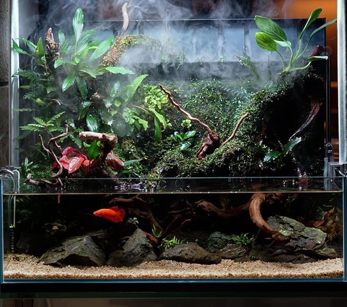 Anubias Live Aquarium Plants - Potted Freshwater Plant for Fish Tanks, Terrariums - Beginner Friendly Low Light (Congensis, 1 Pot)