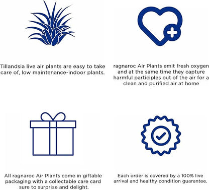 Air Plants - Tillandsia Andreana, Large 4-6" - 2ct - Live Arrival Gauranteed - House Plants for Home Decor & Gift