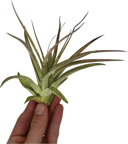 Air Plants - Tillandsia Brachycaulos Multiflora, Jumbo 5-7" - 5 ct - Live Arrival Guaranteed - House Plants for Home Decor & Gift